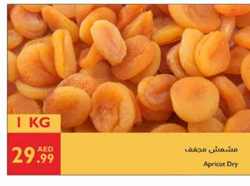 Apricot available at إسطنبول سوبرماركت in الإمارات العربية المتحدة , الامارات - ٱلْعَيْن‎