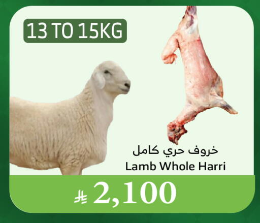 لحم الضأن / الغنم available at الراية in مملكة العربية السعودية, السعودية, سعودية - الطائف