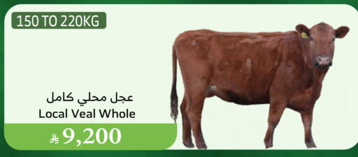 لحم عجل available at الراية in مملكة العربية السعودية, السعودية, سعودية - الطائف
