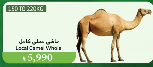 Camel meat available at Al Raya in KSA, Saudi Arabia, Saudi - Ta'if