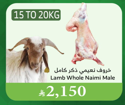 Mutton / Lamb available at Al Raya in KSA, Saudi Arabia, Saudi - Medina