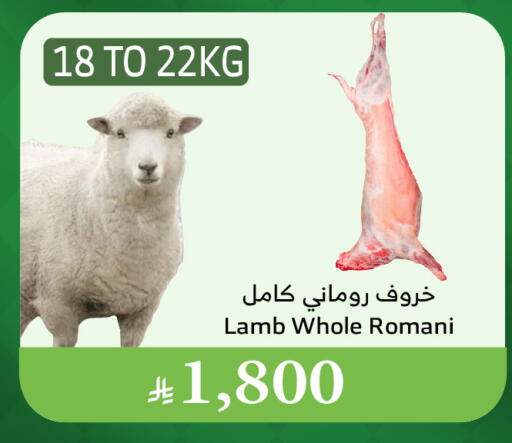 Mutton / Lamb available at Al Raya in KSA, Saudi Arabia, Saudi - Medina