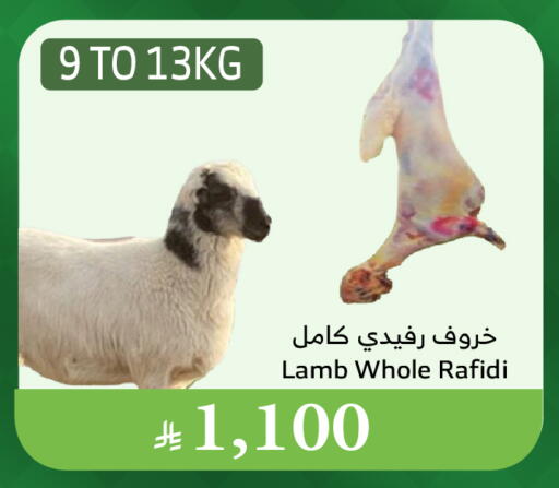 Mutton / Lamb available at Al Raya in KSA, Saudi Arabia, Saudi - Medina