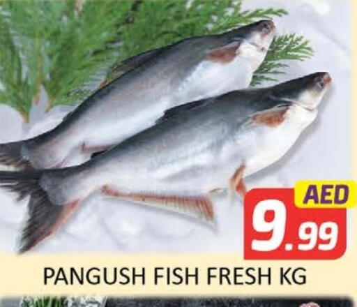 available at المدينة in الإمارات العربية المتحدة , الامارات - ٱلْعَيْن‎