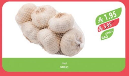 Fresh Vegetables in Farm , Saudi Arabia Offers - Saudi Arabia Garlic available at Farm in KSA, Saudi Arabia, Saudi - Al Bahah
