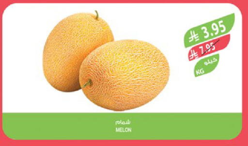 Melon available at Farm  in KSA, Saudi Arabia, Saudi - Abha