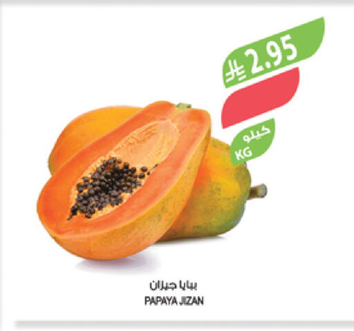 Papaya available at Farm  in KSA, Saudi Arabia, Saudi - Najran