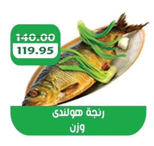 available at Abu Saleh Dairy Market in Egypt - Cairo