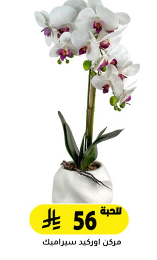 available at تخفيضات العائلة in مملكة العربية السعودية, السعودية, سعودية - الرياض