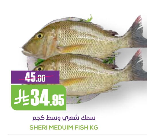 available at سبت in مملكة العربية السعودية, السعودية, سعودية - بريدة