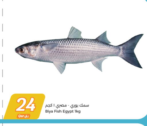available at سيتي هايبرماركت in قطر - الريان