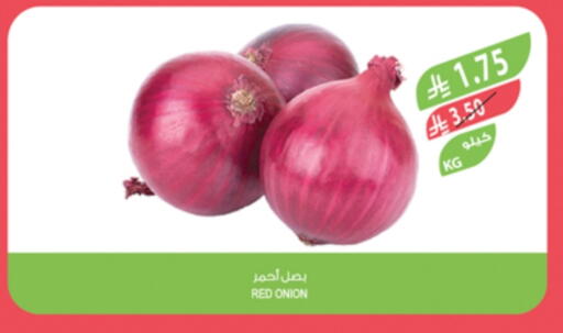Onion available at Farm  in KSA, Saudi Arabia, Saudi - Al Bahah