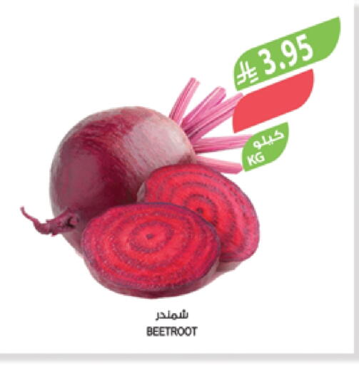 Fresh Vegetables in Farm , Saudi Arabia Offers - Saudi Arabia Beetroot available at Farm in KSA, Saudi Arabia, Saudi - Al Bahah
