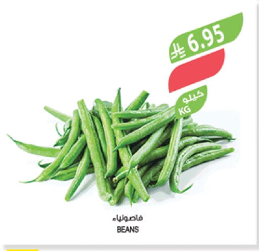Fresh Vegetables in Farm , Saudi Arabia Offers - Saudi Arabia Beans available at Farm in KSA, Saudi Arabia, Saudi - Al Bahah