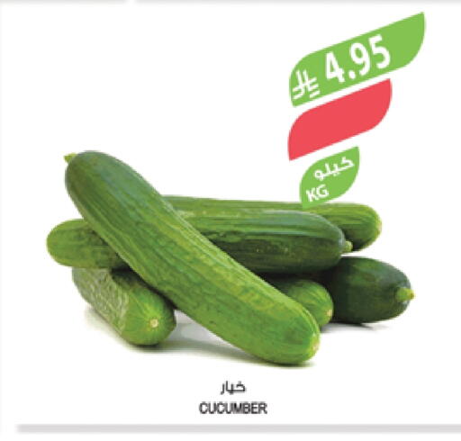 Fresh Vegetables in Farm , Saudi Arabia Offers - Saudi Arabia Cucumber available at Farm in KSA, Saudi Arabia, Saudi - Al Bahah