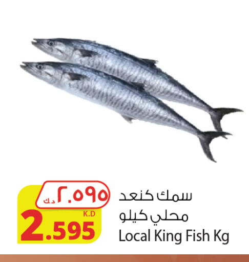 King Fish available at Agricultural Food Products Co. in Kuwait - Kuwait City