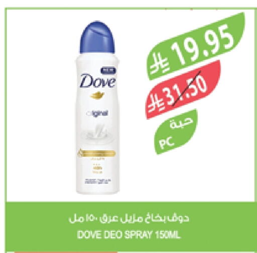 DOVE available at Farm  in KSA, Saudi Arabia, Saudi - Jazan