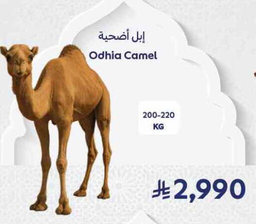 Camel meat available at Carrefour in KSA, Saudi Arabia, Saudi - Medina