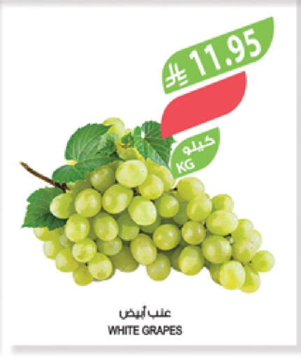 Fresh Fruits in Farm , Saudi Arabia Offers - Saudi Arabia Grapes available at Farm in KSA, Saudi Arabia, Saudi - Saihat