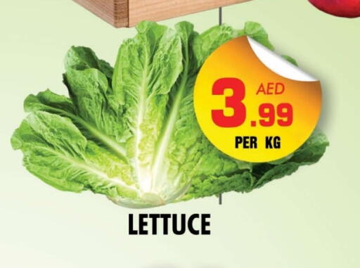 Lettuce available at NIGHT TO NIGHT DEPARTMENT STORE in UAE - Dubai