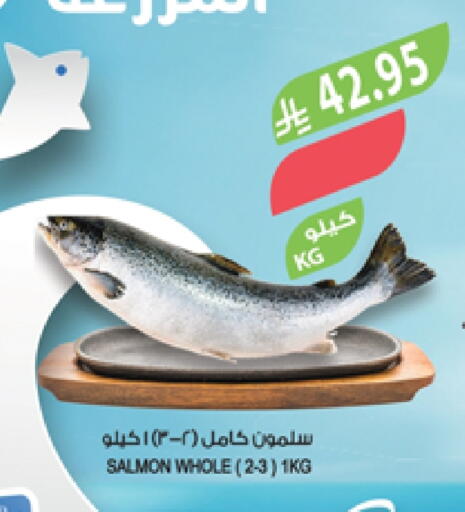 available at المزرعة in مملكة العربية السعودية, السعودية, سعودية - تبوك