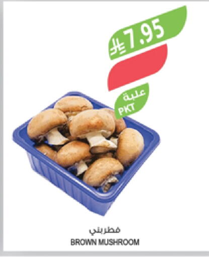 Mushroom available at Farm  in KSA, Saudi Arabia, Saudi - Sakaka