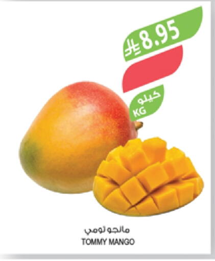 Mangoes available at Farm  in KSA, Saudi Arabia, Saudi - Tabuk