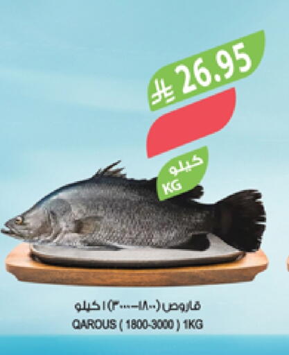 available at المزرعة in مملكة العربية السعودية, السعودية, سعودية - تبوك