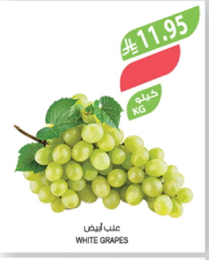 Grapes available at Farm  in KSA, Saudi Arabia, Saudi - Khafji