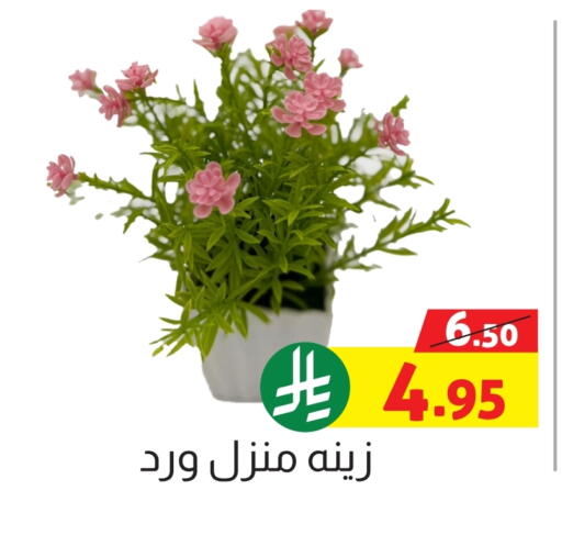 available at Offers Hall in KSA, Saudi Arabia, Saudi - Khamis Mushait