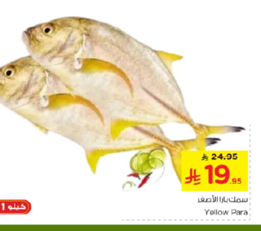available at نستو in مملكة العربية السعودية, السعودية, سعودية - الخرج