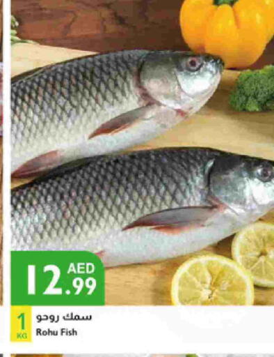 available at Istanbul Supermarket in UAE - Sharjah / Ajman