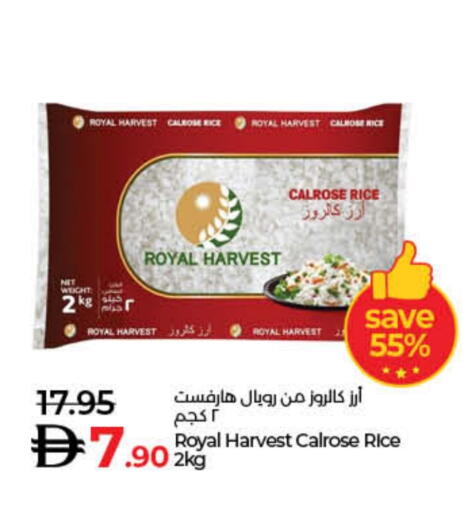Calrose Rice available at Lulu Hypermarket in UAE - Umm al Quwain