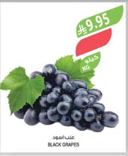 Grapes available at Farm  in KSA, Saudi Arabia, Saudi - Qatif