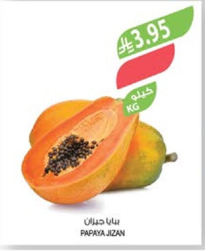 Papaya available at Farm  in KSA, Saudi Arabia, Saudi - Abha