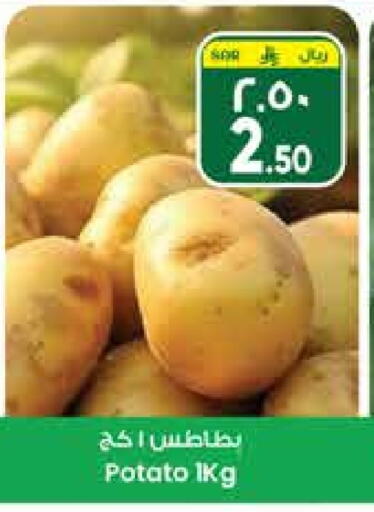 Potato available at City Flower in KSA, Saudi Arabia, Saudi - Sakaka