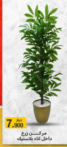 available at Meem Central Market Co in Kuwait - Jahra Governorate