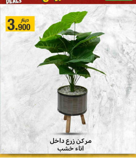 Home Furnishing & Decor in Meem Central Market Co, Kuwait Offers - Kuwait available at Meem Central Market Co in Kuwait - Kuwait City