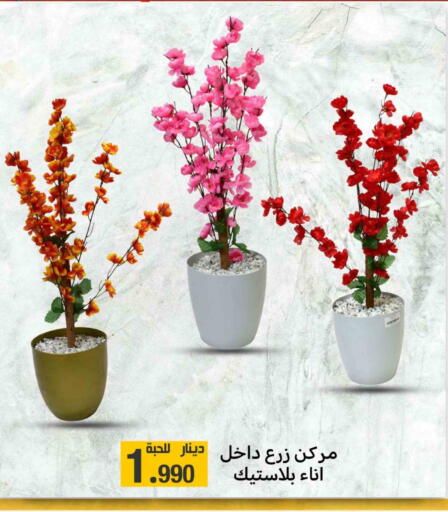 Home Furnishing & Decor in Meem Central Market Co, Kuwait Offers - Kuwait available at Meem Central Market Co in Kuwait - Kuwait City