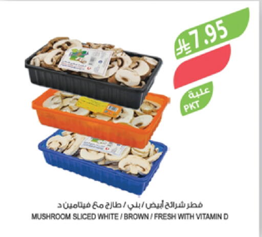 Mushroom available at Farm  in KSA, Saudi Arabia, Saudi - Sakaka