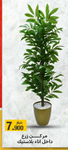 available at Meem Central Market Co in Kuwait - Jahra Governorate