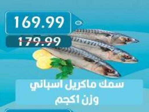 available at Euromarche in Egypt - Cairo