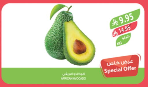 Avacado available at Farm  in KSA, Saudi Arabia, Saudi - Abha