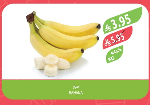 Banana available at Farm  in KSA, Saudi Arabia, Saudi - Abha