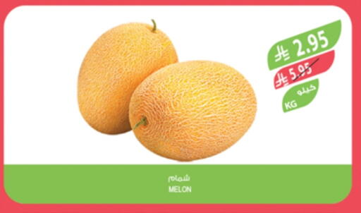 Sweet melon available at Farm  in KSA, Saudi Arabia, Saudi - Abha