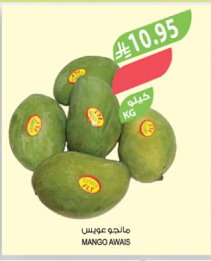 Mangoes available at Farm  in KSA, Saudi Arabia, Saudi - Khafji