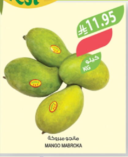 Mangoes available at Farm  in KSA, Saudi Arabia, Saudi - Khafji