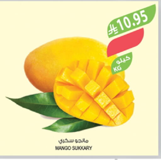 Mangoes available at Farm  in KSA, Saudi Arabia, Saudi - Khafji