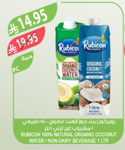 Coconut available at Farm  in KSA, Saudi Arabia, Saudi - Arar