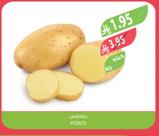 Potato available at Farm  in KSA, Saudi Arabia, Saudi - Abha